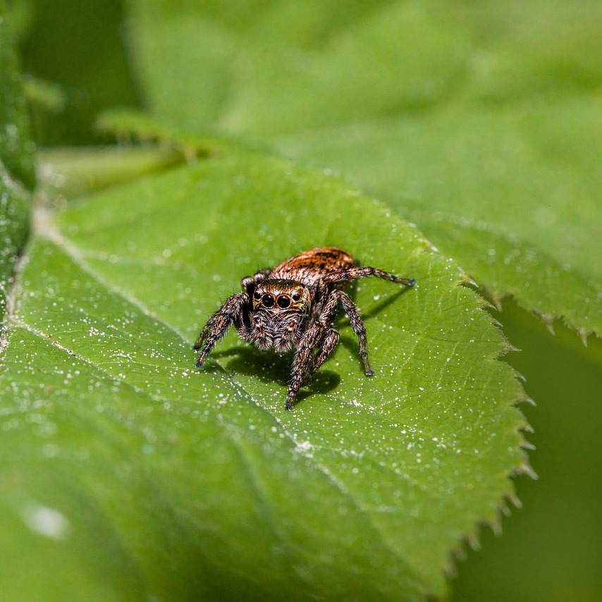pest control technician house