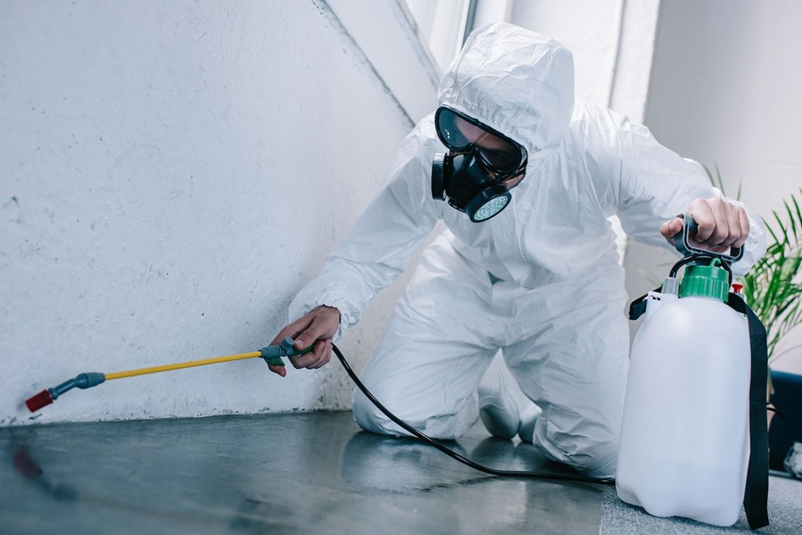 Termite inspection on wood